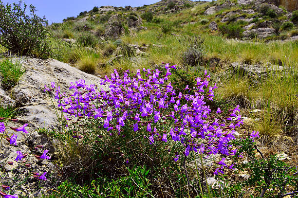 istock Purple wild flowers 534703809