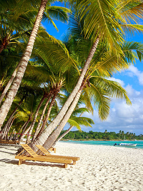 istock Caribbean beach in Dominican Republic 534703879