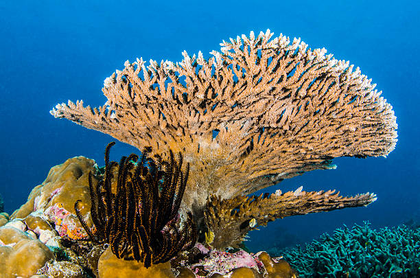 reef coral - acropora palmata stockfoto's en -beelden