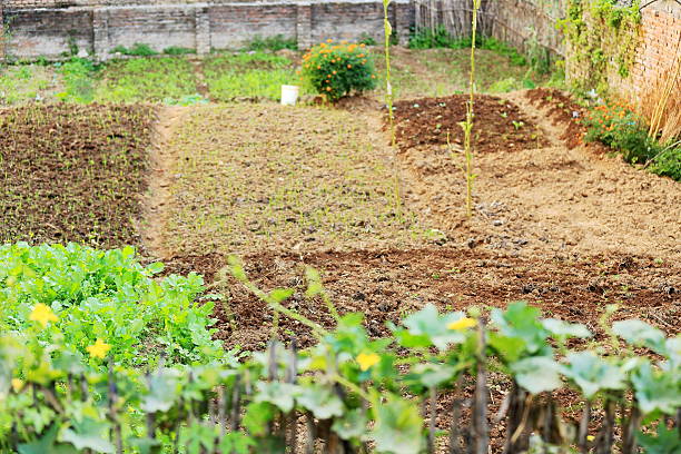 istock Urban orchard. Godawari-Nepal. 0956 534705471