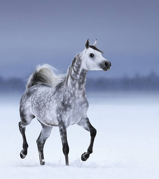 istock Arabian horse in motion on snow field 534705797