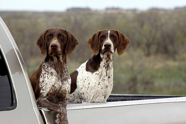 German Shorthaired Pointers Hunting Bird Dogs in Pick-Up Brown Liver These two German Shortaired Pointers are on high alert and ready to hunt birds.  Their beauttiful brown eyes and white and liver colored coats blend well with a Fall background.  Their natural transportation is a pick up truck. guard dog photos stock pictures, royalty-free photos & images