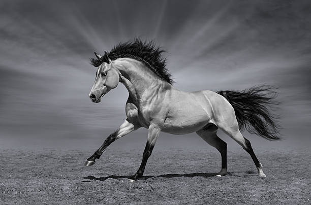 istock Chestnut horse in motion 534705941