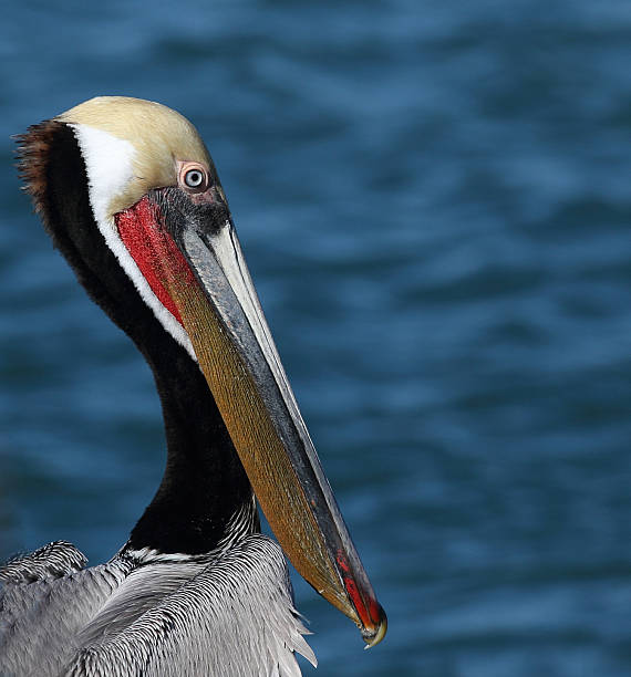 istock Head Shot Of A Mature Pelican 534713749