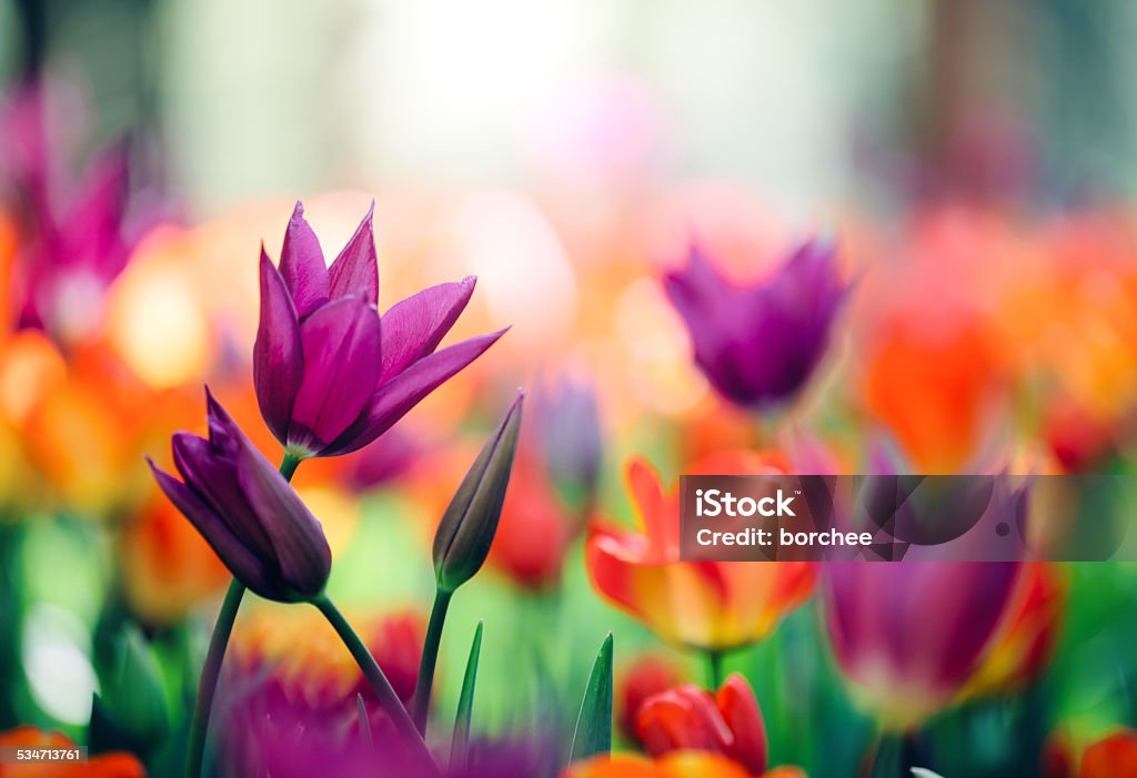 Colorful Tulips Garden of purple and orange tulips. Flower Stock Photo