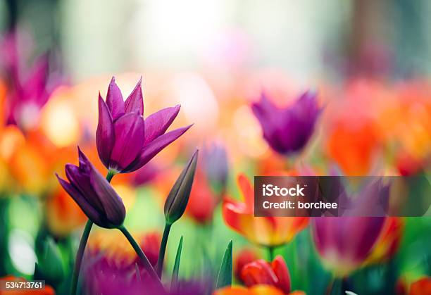 Colorful Tulips Stock Photo - Download Image Now - Flower, Tulip, Close-up