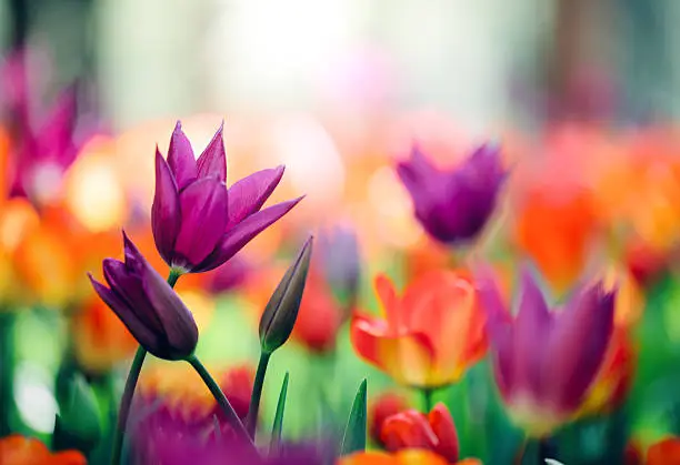 Garden of purple and orange tulips.
