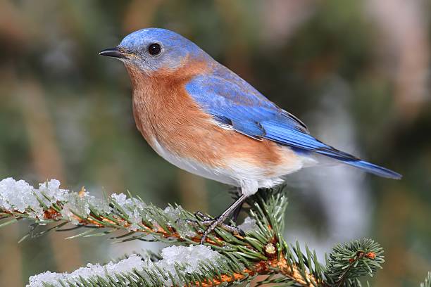 istock Male Eastern Bluebird in Snow 534714939