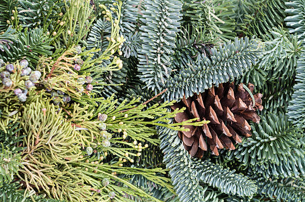 istock Background of evergreens for decoration 534715293