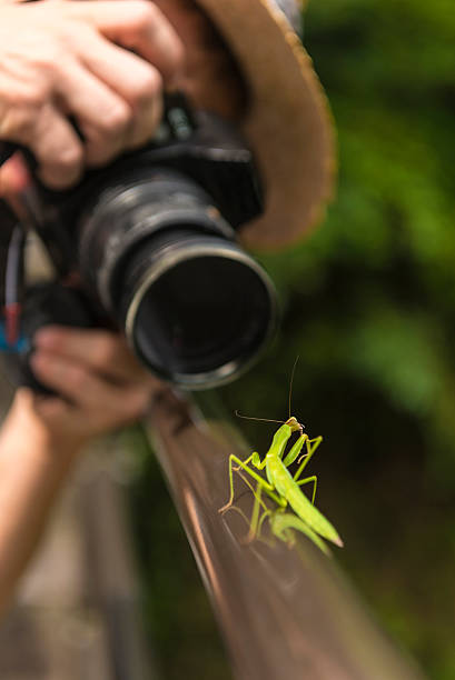 istock Green mantis on fence in front of camera 534715633