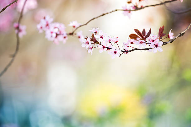 branche de cerisiers en fleurs rose - vibrant color horizontal japan branch photos et images de collection