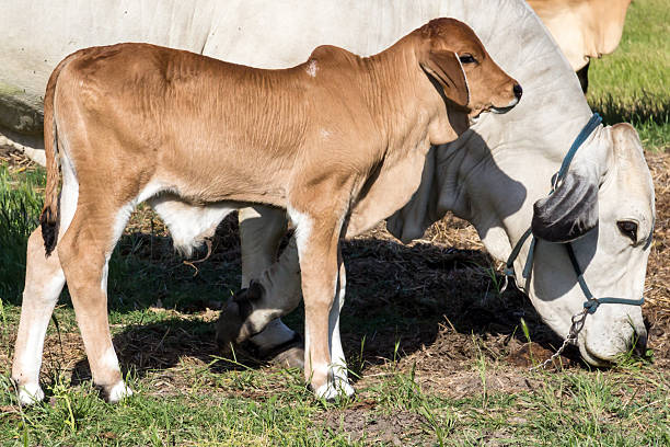 Brahman calf stock photo