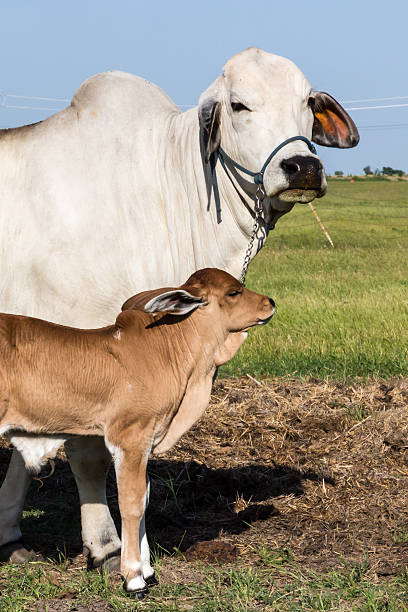 Baby Brahman and mother stock photo