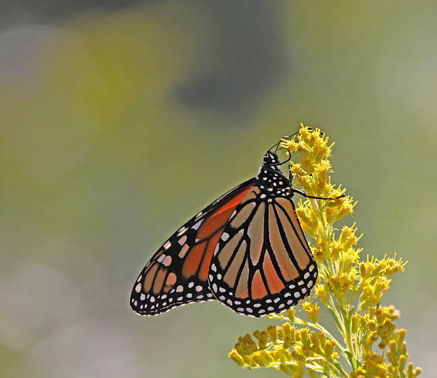 istock Monarch Butterfly Feeding on Goldenrod 534717851