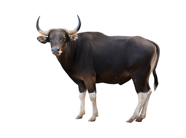 male banteng isolated male banteng isolated on white background wild cattle stock pictures, royalty-free photos & images