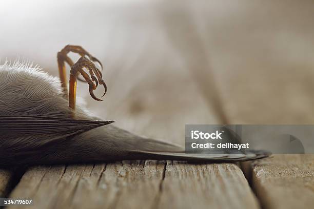 Sparrow Dead Stock Photo - Download Image Now - 2015, Animal Body Part, Animal Joint