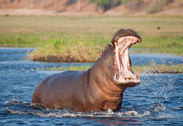 ippopotamo - riserva di savuti foto e immagini stock