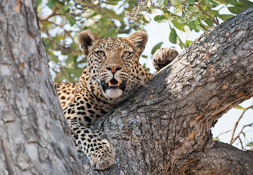 Africa  Botswana leopard in a tree.