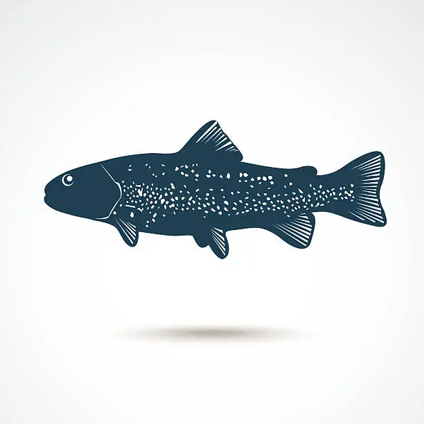 Vector illustration of Illustrations of Rainbow Trout