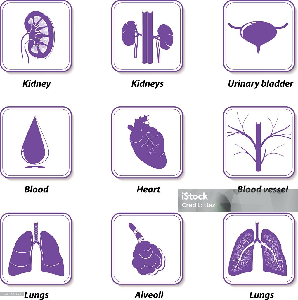 Ícones interno de órgãos humanos para Infográfico - Vetor de 2015 royalty-free