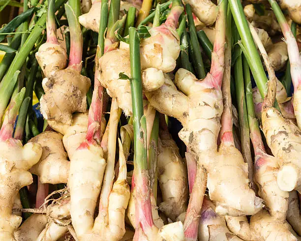 Display of fresh ginger root at the market