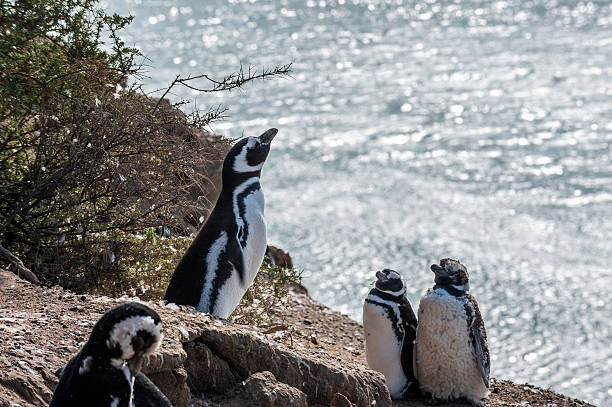 istock Magellanic Penguins, Peninsula Valdes, Patagonia, Argentina 534735562