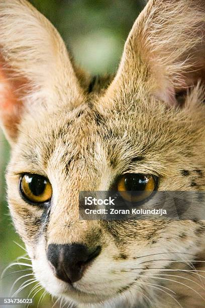 Serval In Forest Stock Photo - Download Image Now - 2015, Africa, Alertness