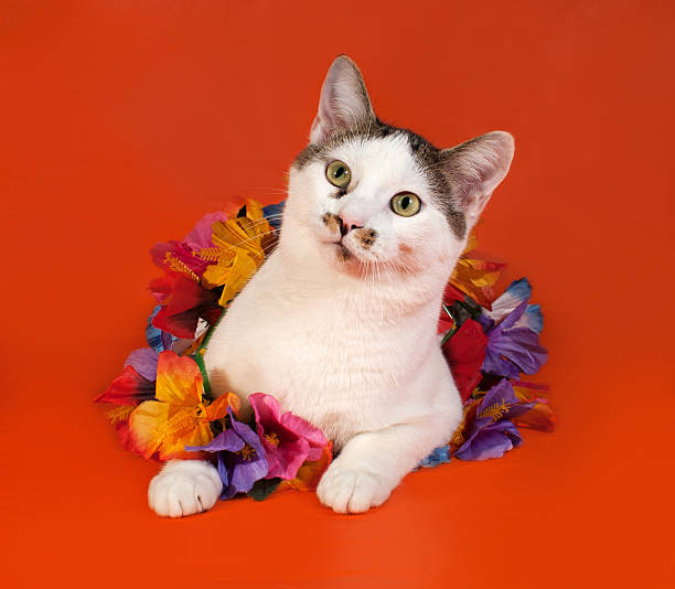 istock White and tabby cat wrapped Christmas tinsell lying on orange 534738553