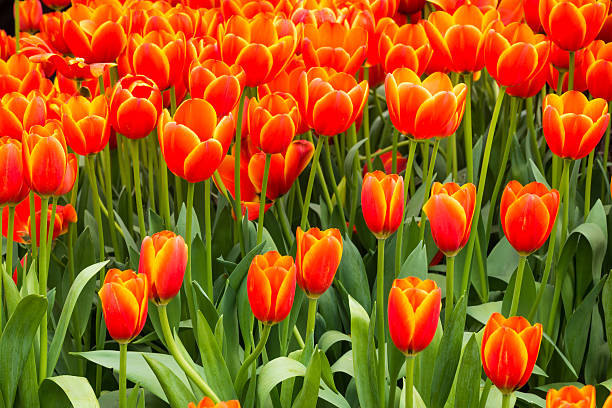 istock Coloful tulip flower in the garden 534738775
