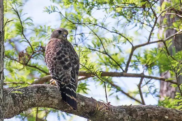 This red shouldered hawk is surveying behind him.  Copy space to the right of him.