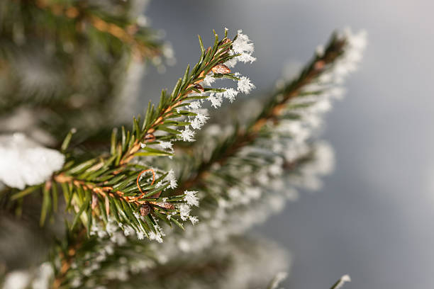 istock branch of spruce 534739539