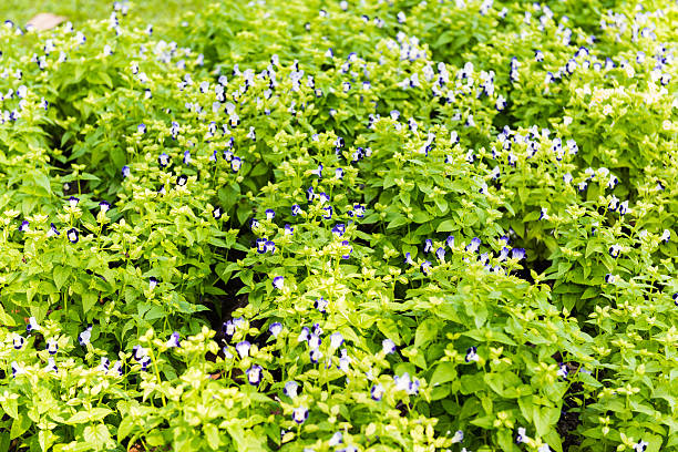Tricolor pansy flower plant natural background