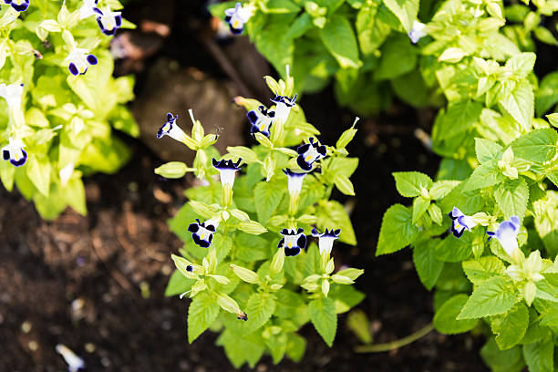Tricolor pansy flower plant natural background