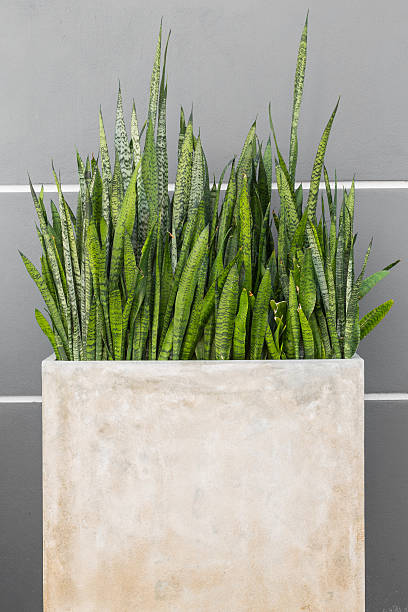 istock Mother in law tongue plant 534740421