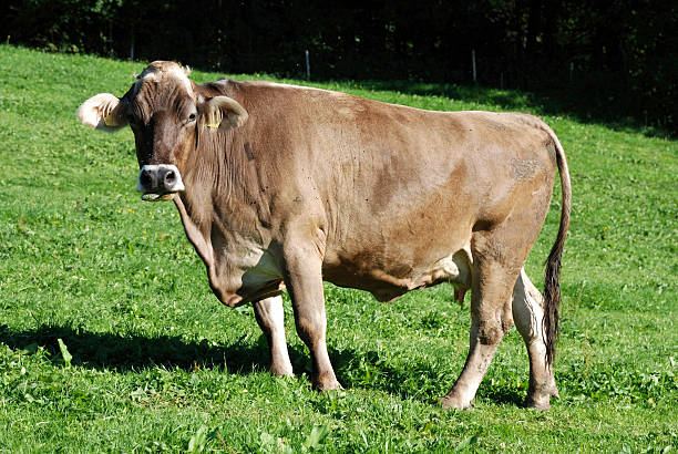 istock Dairy cow on a mountain pasture in the Allgaeu 534742179
