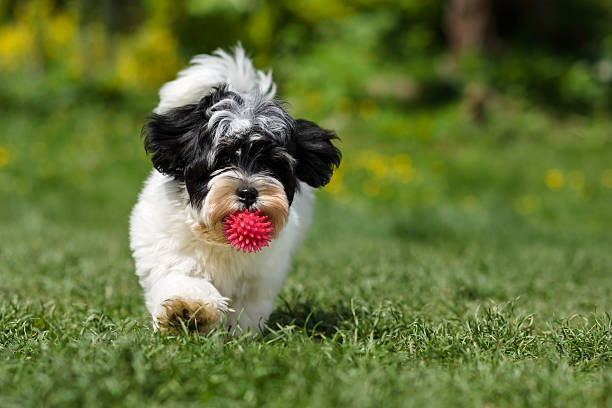 istock Playful havanese puppy running towards the camera with a ball 534742276