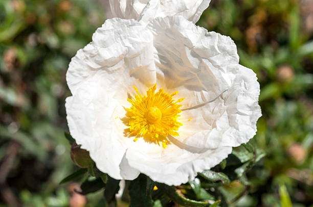 istock Gum rockrose, Cistus ladanifer 534743217