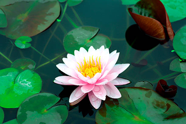 istock Pink lotus flower 534743591