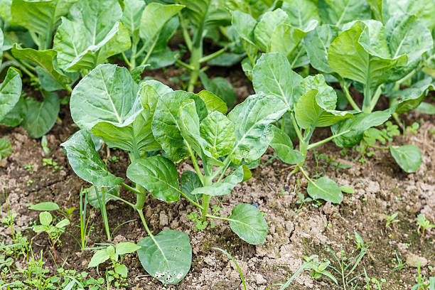 istock Kale vegetable garden plant 534743695