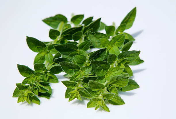 istock fresh sprigs of oregano 534743966