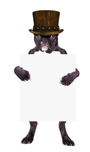 istock French bulldog in top hat 534744213