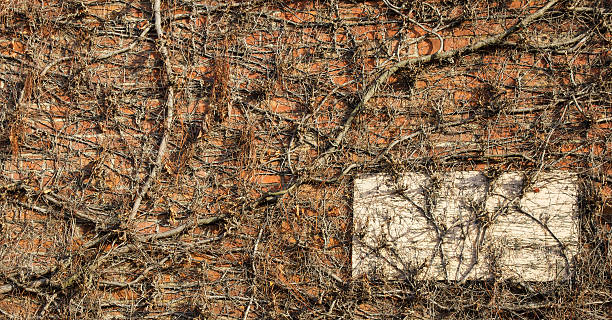 istock Brick wall covered in creeper and an old derelict sign 534745247