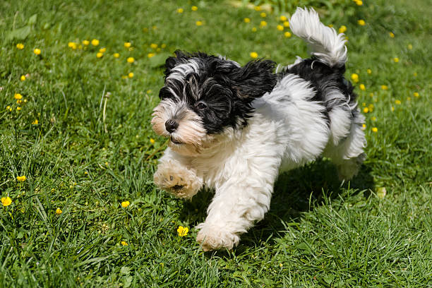 istock Cute havanese puppy running in a spring flowering garden 534746372