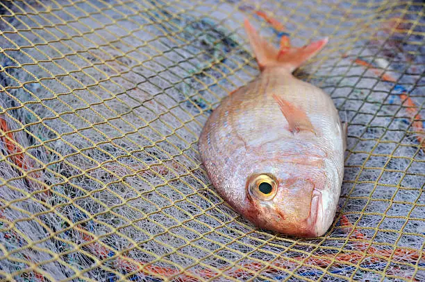 Photo of Red Porgy popular marine cultured fish on fishing nets