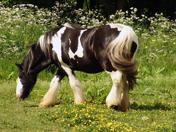 istock Beautiful Horse grazing 534755447