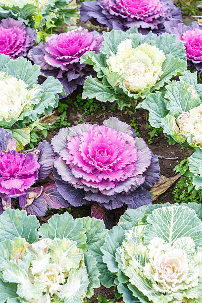 istock Purple lettuce plant 534755707