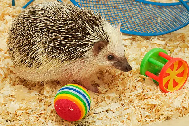 cute and fun hedgehog baby with breeding facility background