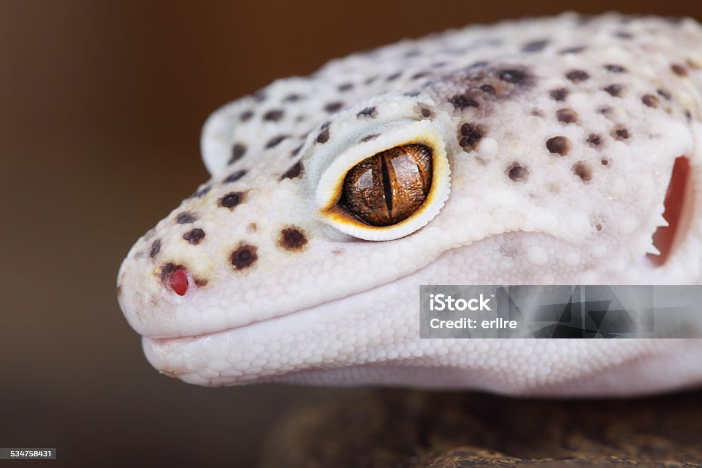 Leopard Gecko a picture of a fantastic leopard gecko 2015 Stock Photo