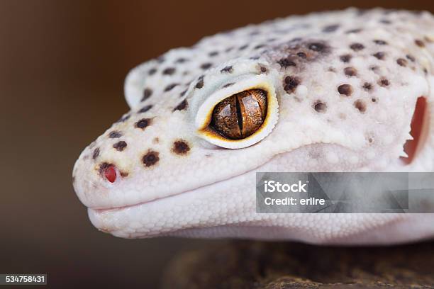 Leopard Gecko Stock Photo - Download Image Now - 2015, Adult, Animal