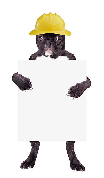 istock French bulldog puppy in a helmet 534760191